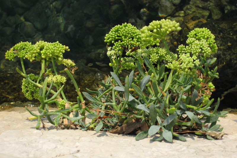 Crithmum_maritimum_Motar_130909.jpg