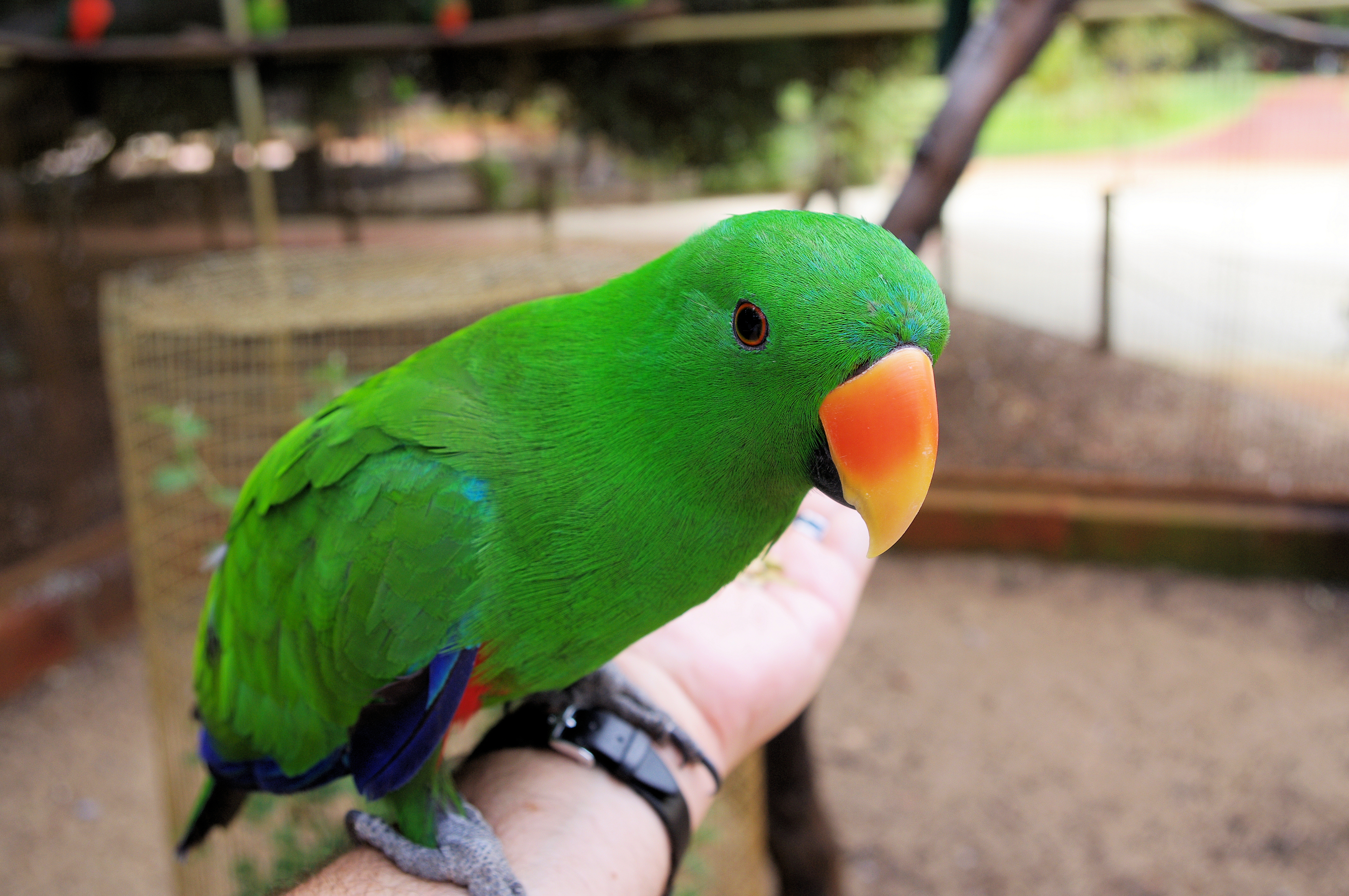 Australian Eclectus