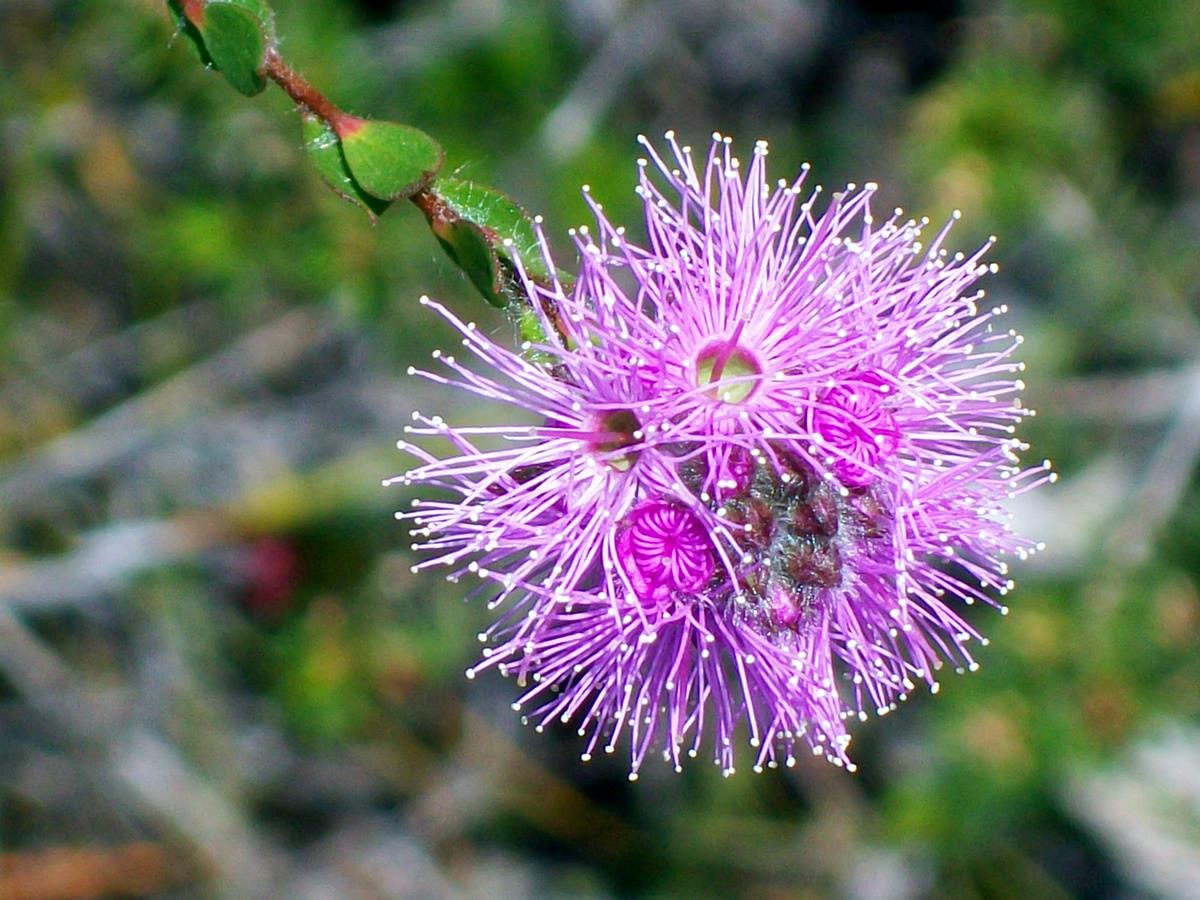 Myrtle Flower