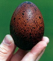 œuf de Marans