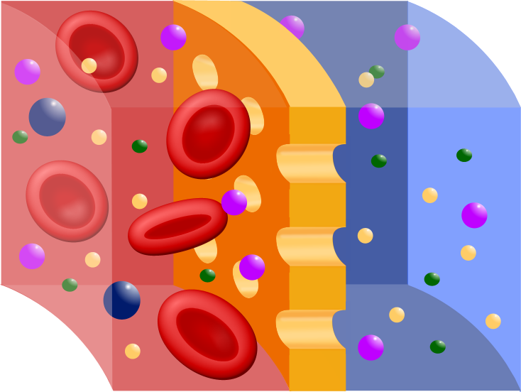 File:Semipermeable membrane.png