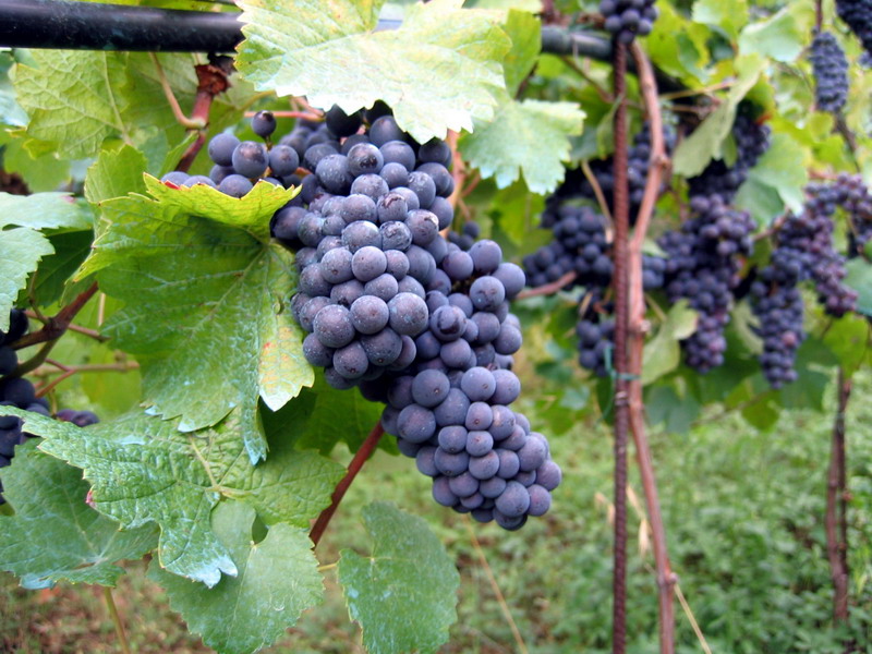 Vineyard_in_Montone.jpg