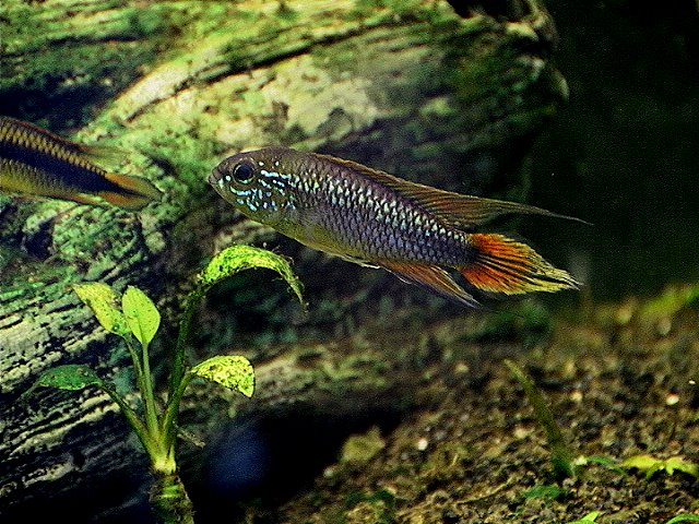 Apistogramma Agassizii