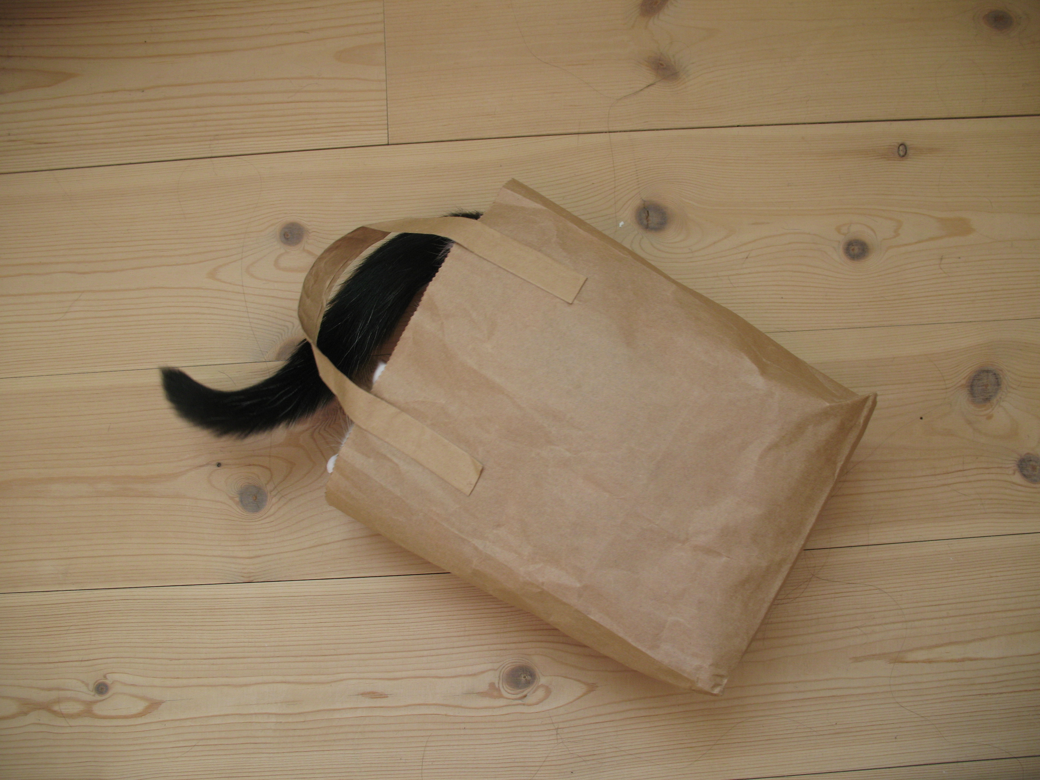 http://upload.wikimedia.org/wikipedia/commons/2/2b/Cat_bag.jpg