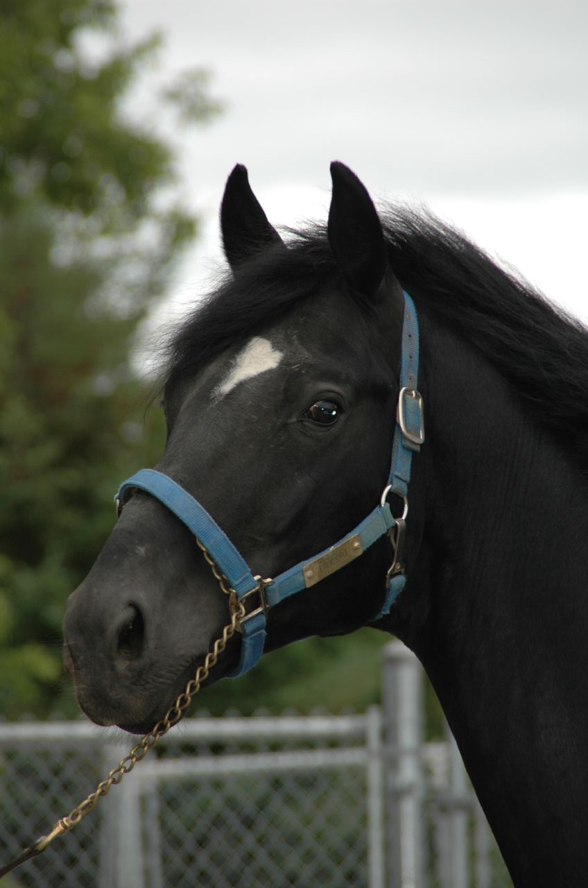 rcmp on horse