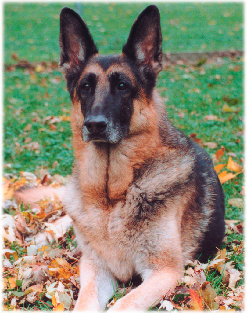 German_Shepherd_Dog_black_and_red.jpg