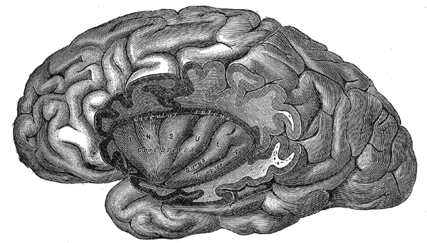 The insular cortex