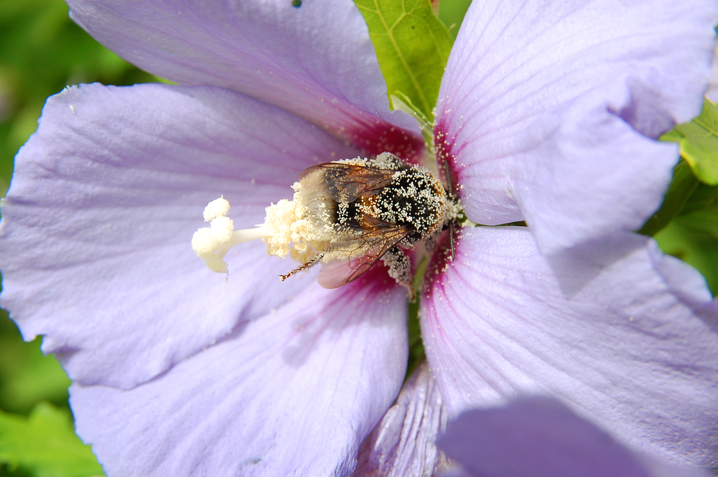 Hibiscus Bumblebee