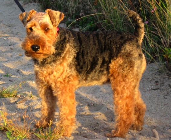 Welch_Terrier_on_sand_-_2007.png