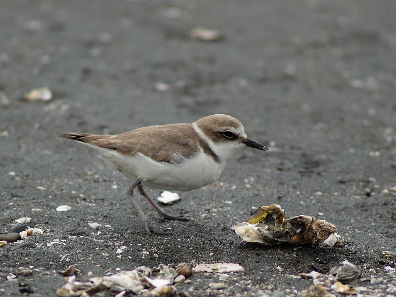 Charadrius alexandrinus image