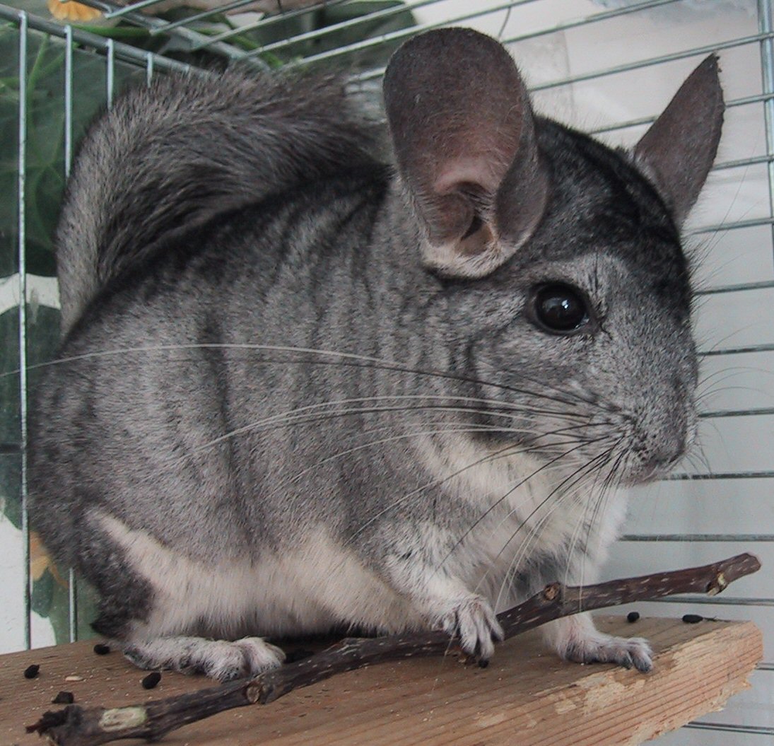 Chinchilla Pics