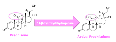 Conversion of prednisone to prednisolone