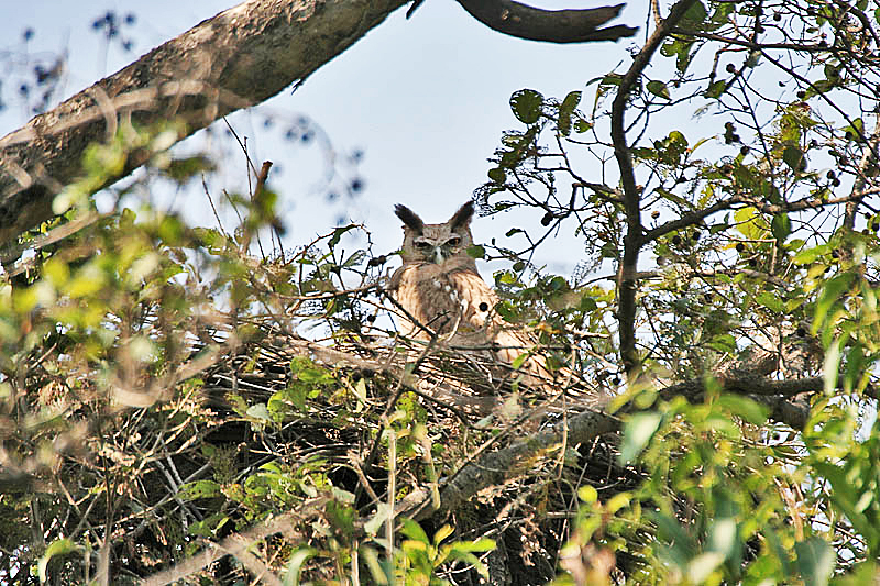 FileDusky Eagle Owl Bubo coromandus at nest at Bharatpur I IMG 5324