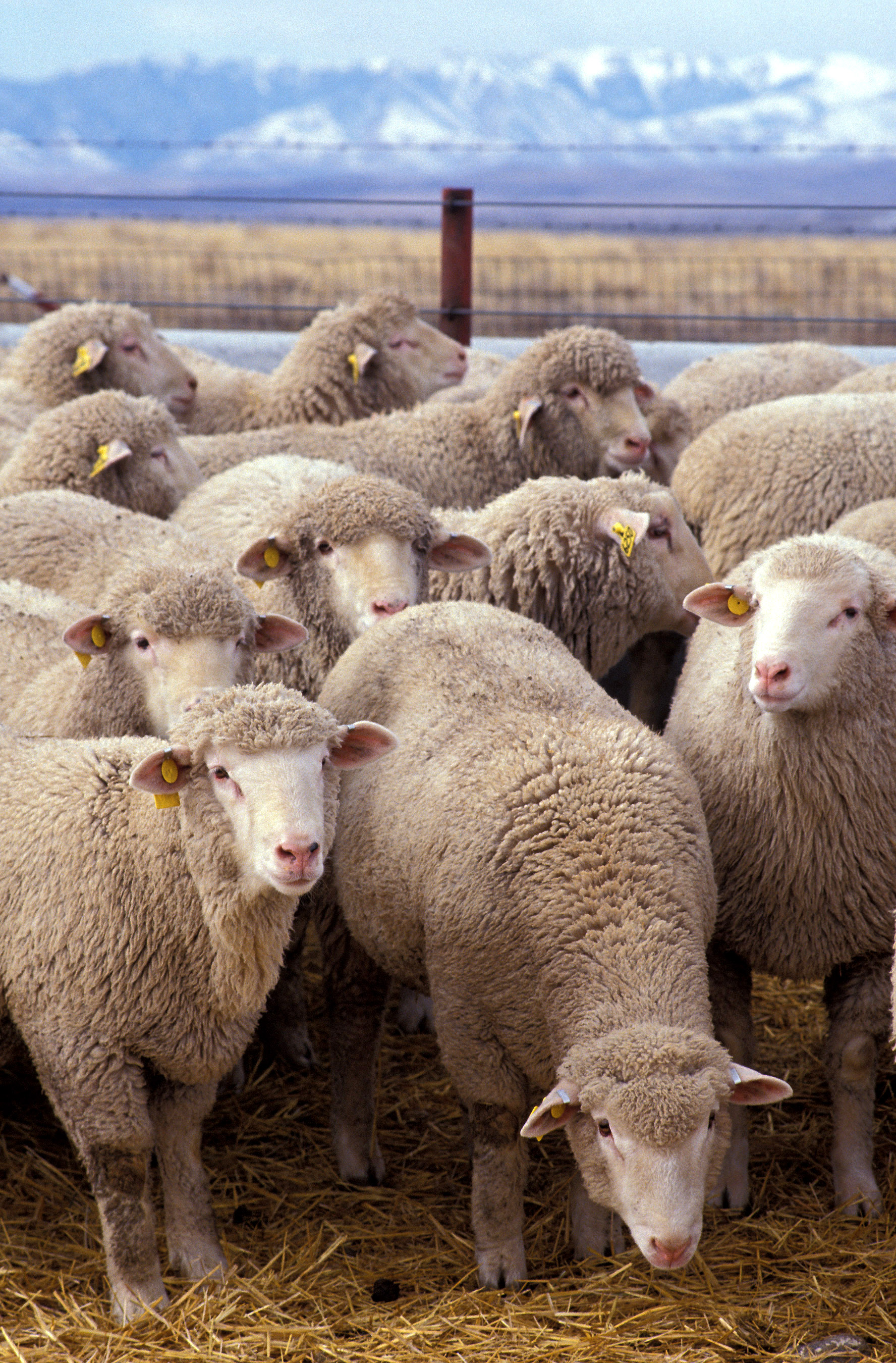 http://upload.wikimedia.org/wikipedia/commons/2/2c/Flock_of_sheep.jpg