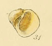 Lacuna pallidula