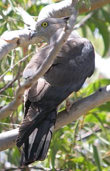 Búbos baza (Aviceda subcristata)