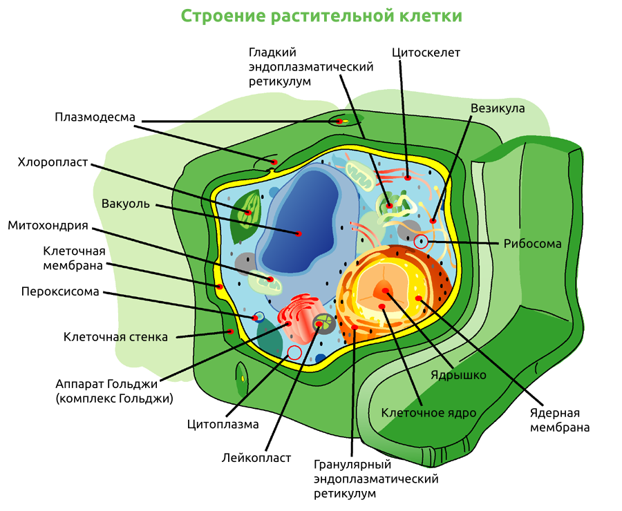 Plant cell structure-ru-v1