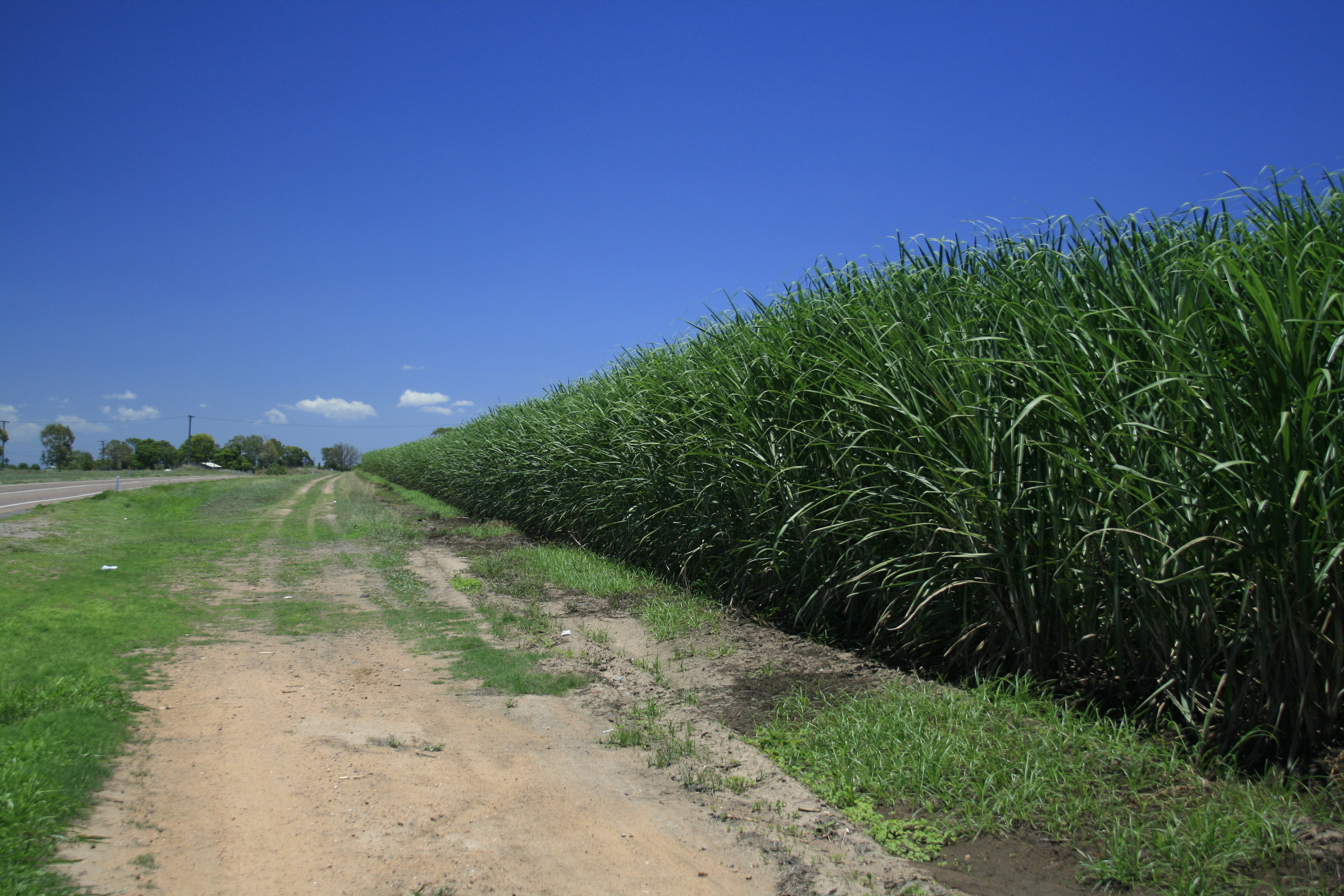 australia sugarcane