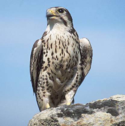 USGS_Prairie_Falcon.jpg