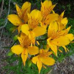 Se trata de una liliácea característica de la región patagónica, la flor tiene pétalos muy llamativos de mucho color. Es herbácea y se propaga mucho por rizomas. Alcanza los 40-50 centímetros de altura