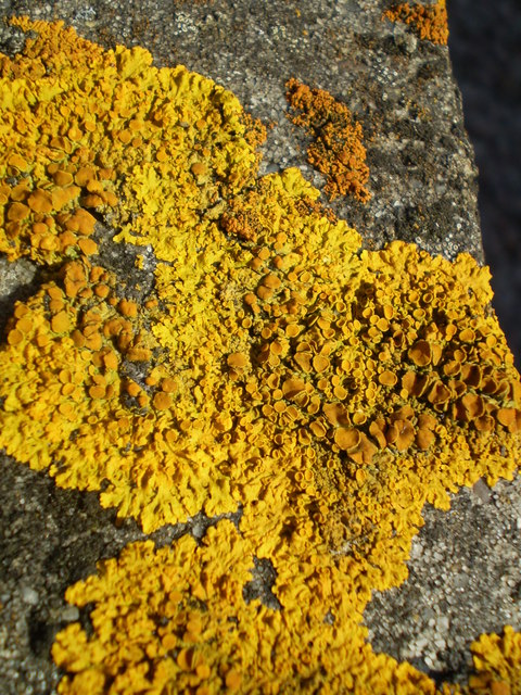 common lichens