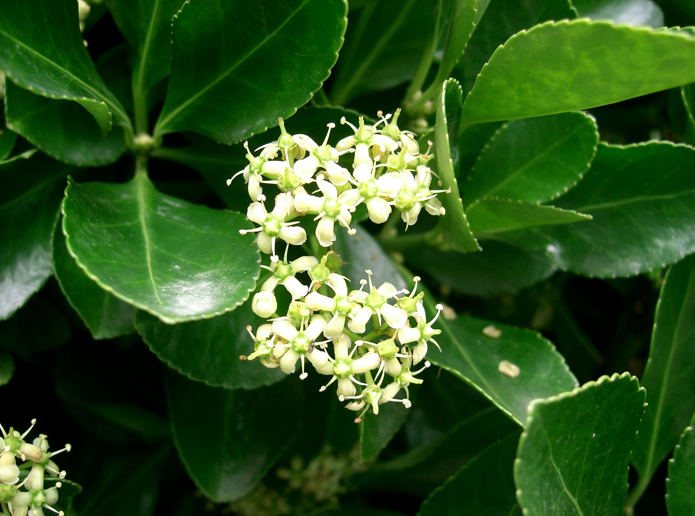 http://upload.wikimedia.org/wikipedia/commons/2/2d/Euonymus_japonicus5.jpg