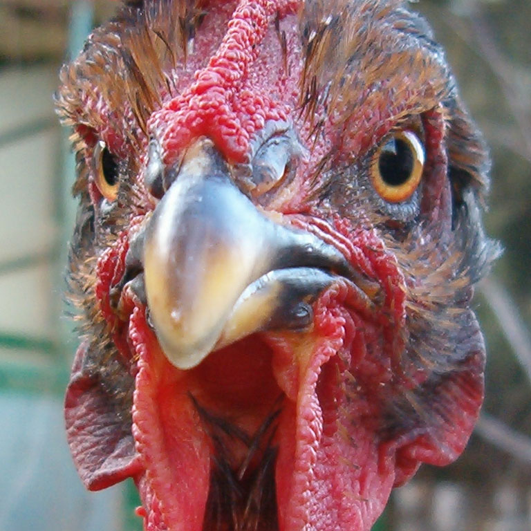 gallus domesticus