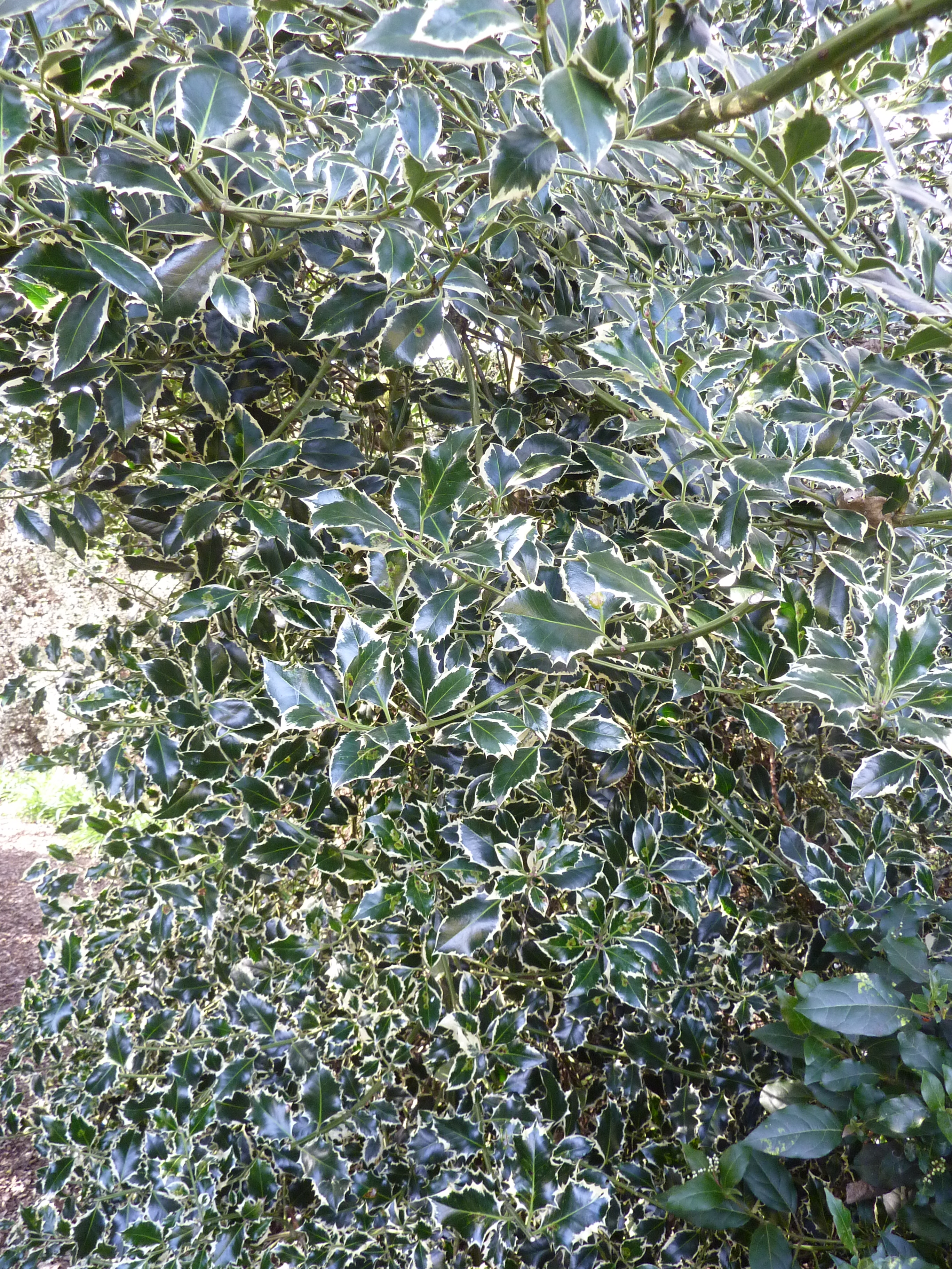 ilex plant