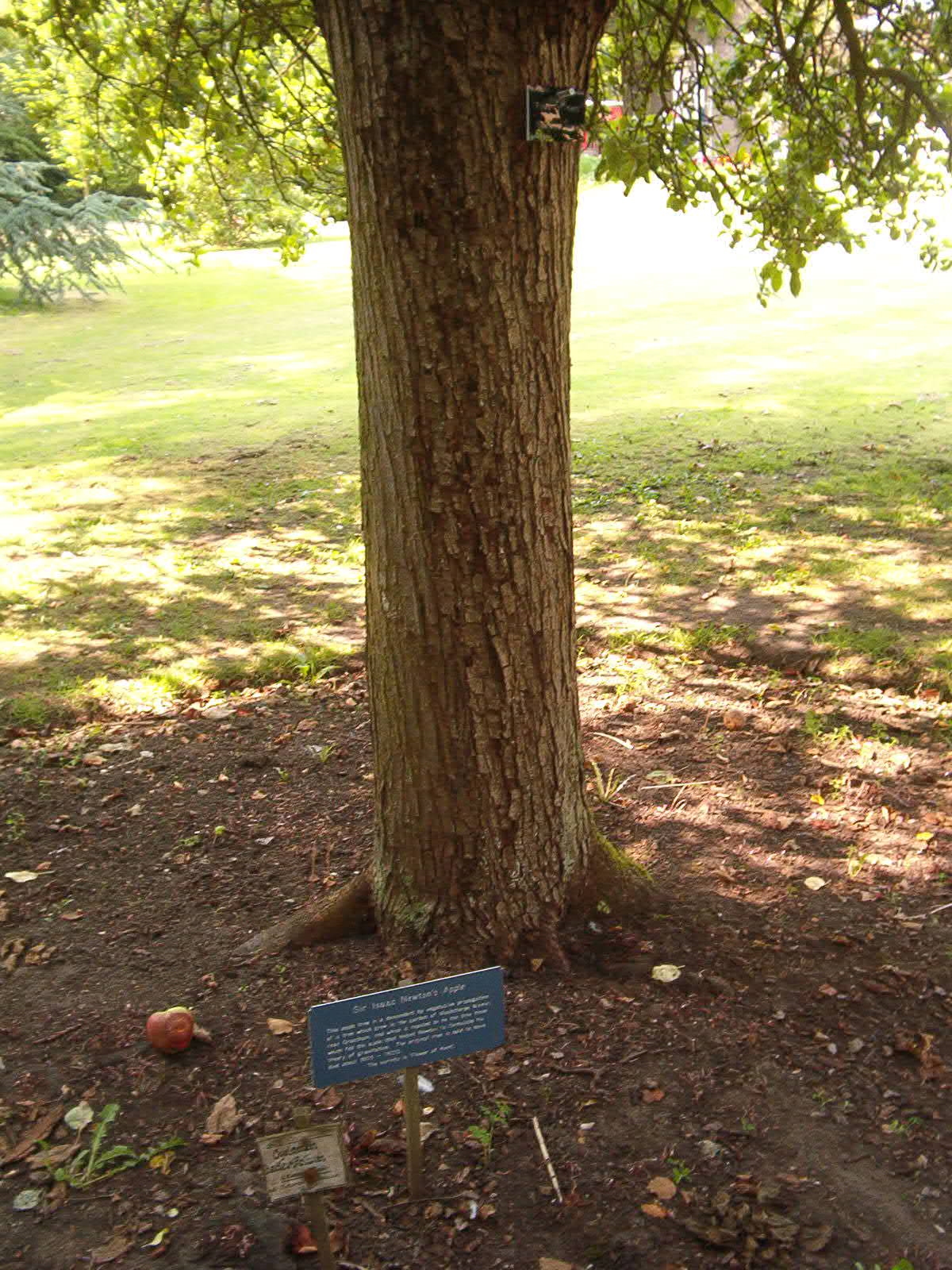 عـــالم الفــيزياء  نــيوتــــــن Newton's_tree%2C_Botanic_Gardens%2C_Cambridge