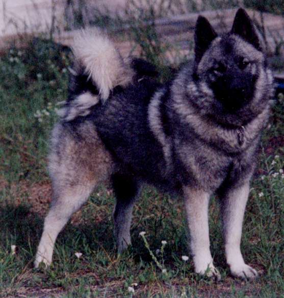 elkhound pictures