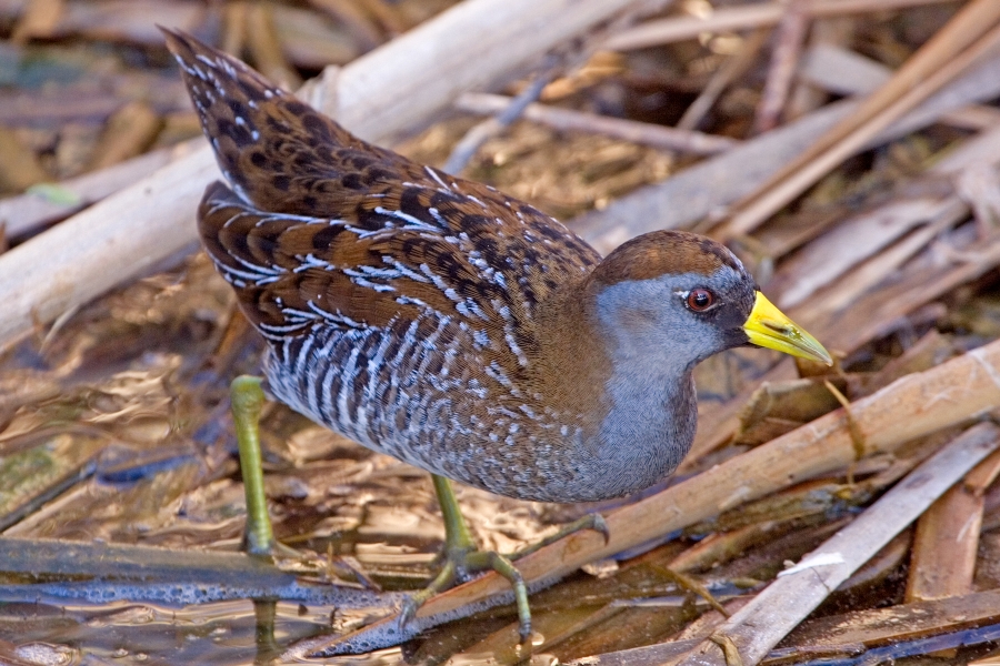 Bird Sora