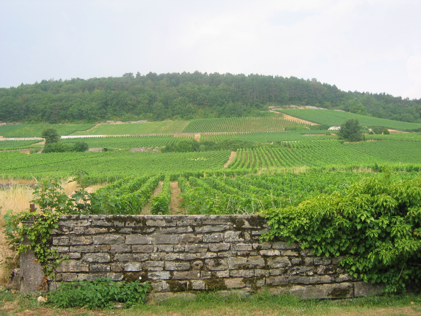 Grands Crus de Morey-Saint-Denis