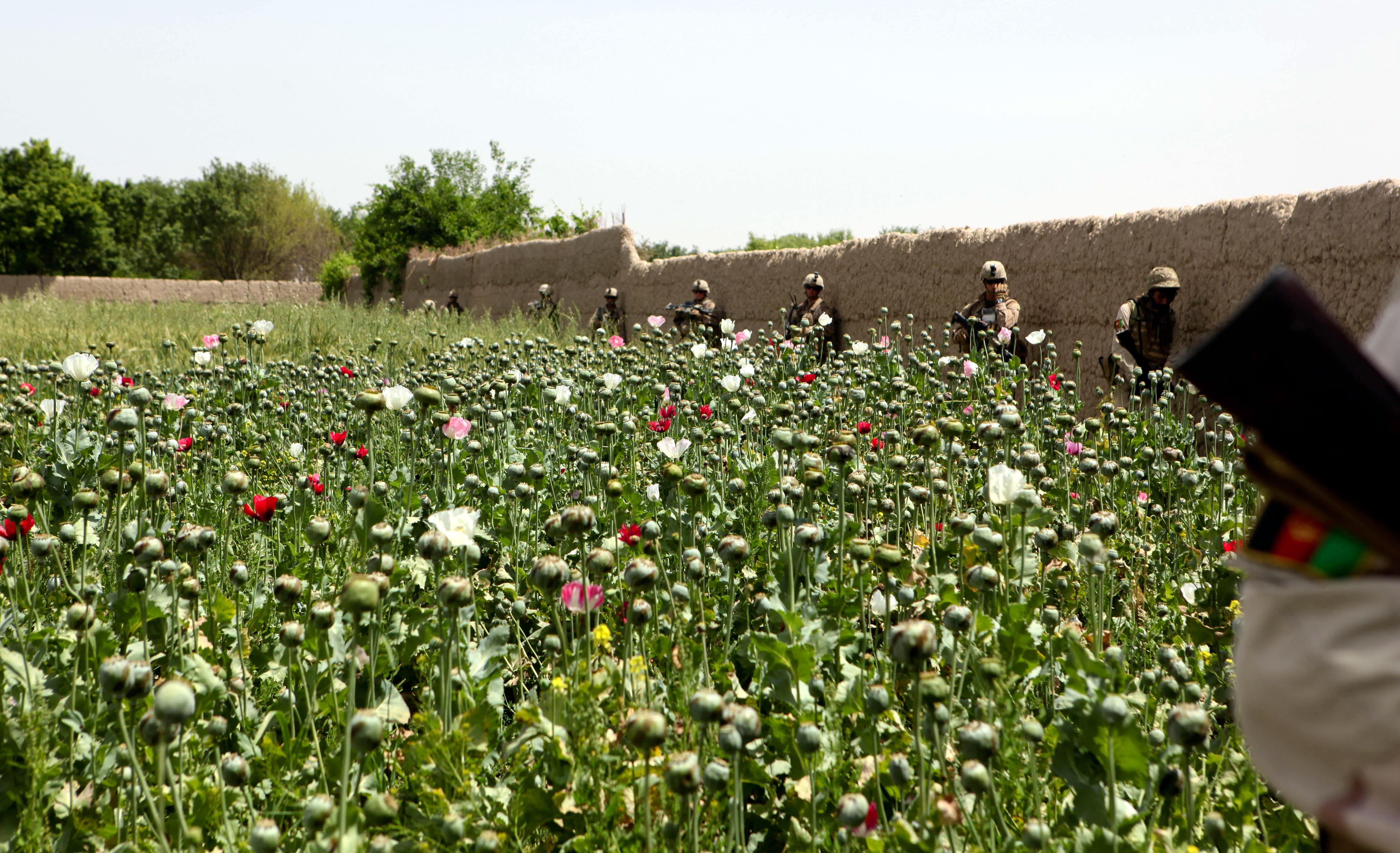Poppy field in Afghanistan's Helmand Province