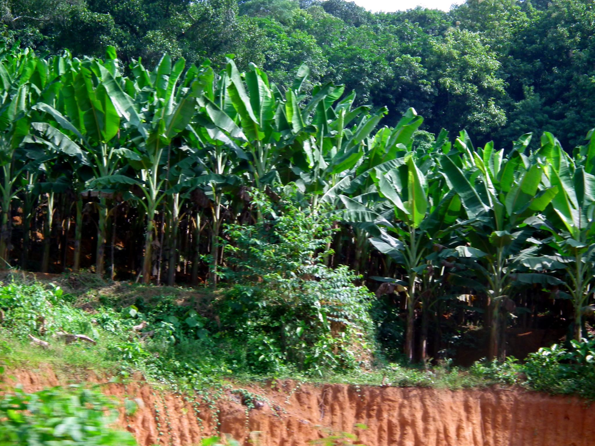 banana farm