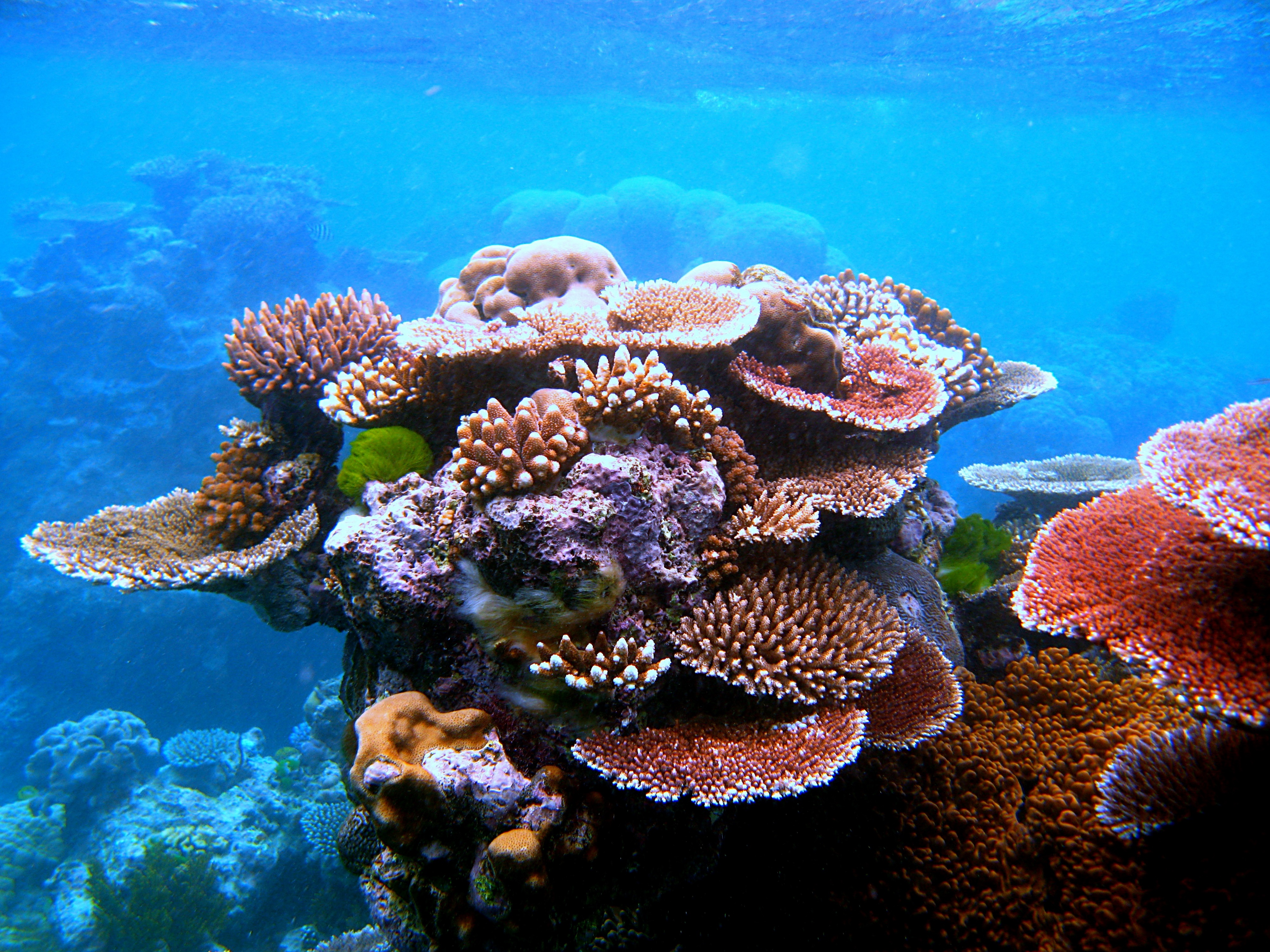  Corals in the Great Barrier Reef. (Wikimedia Commons)