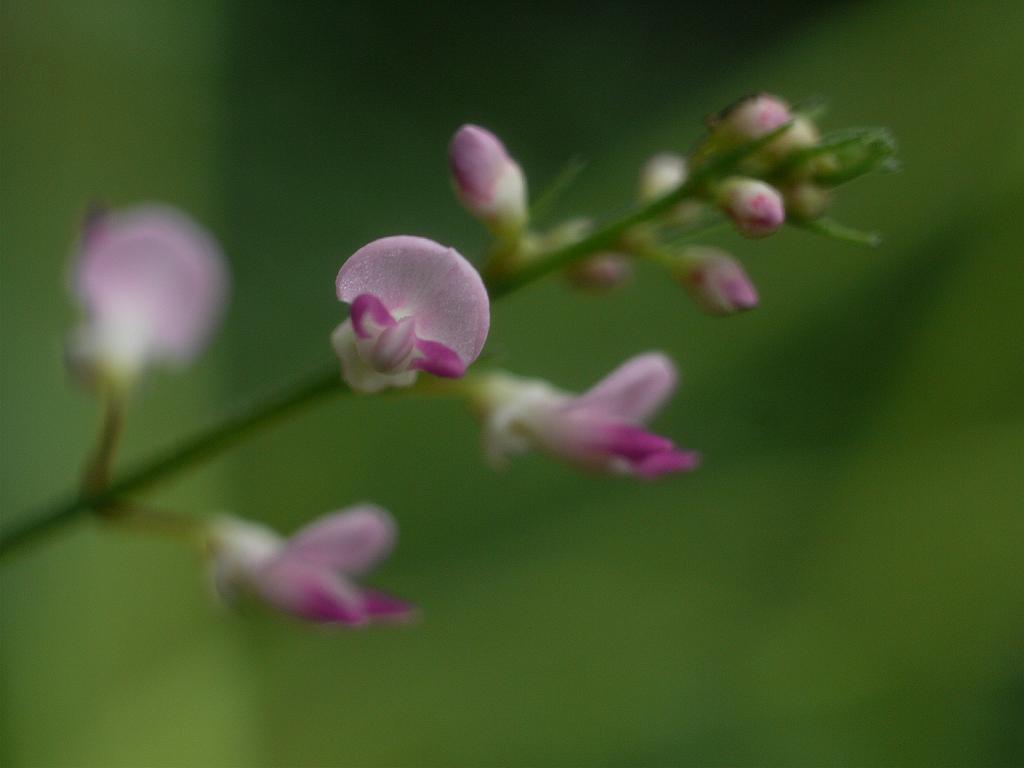 Hylodesmum podocarpum image