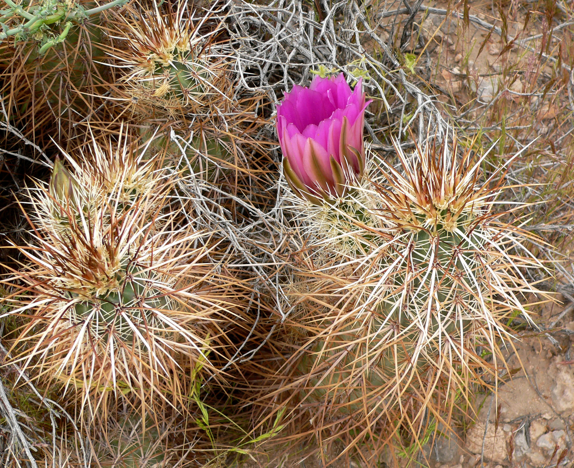 Echinocereus Engelmannii