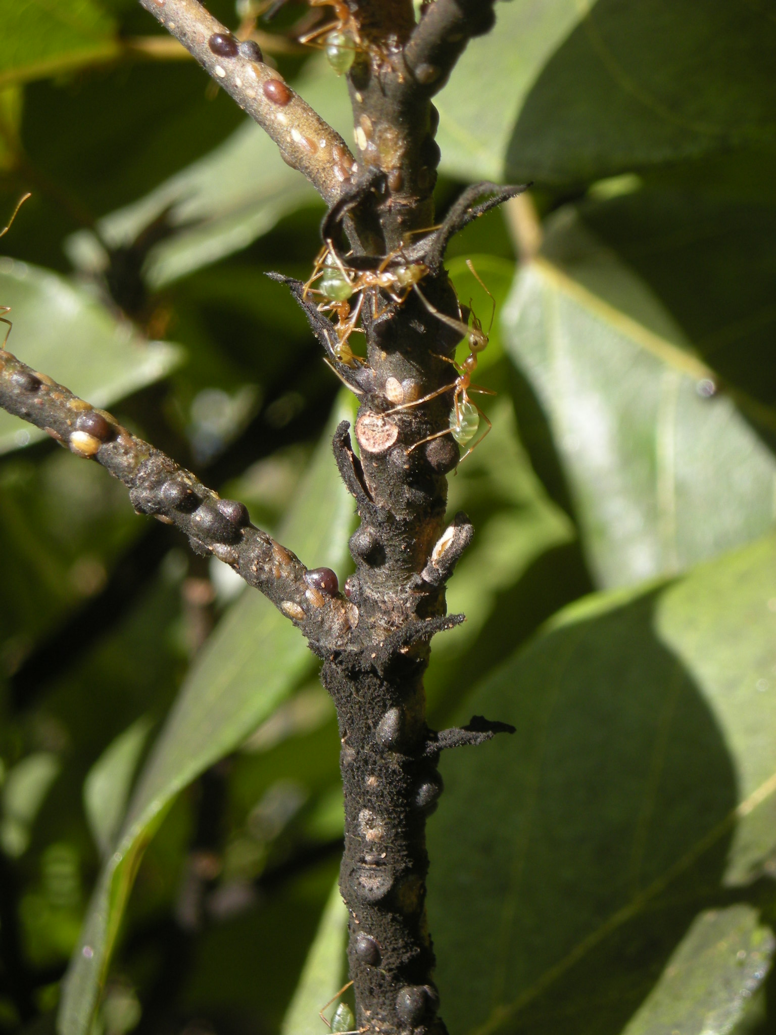 Green Tree Ant