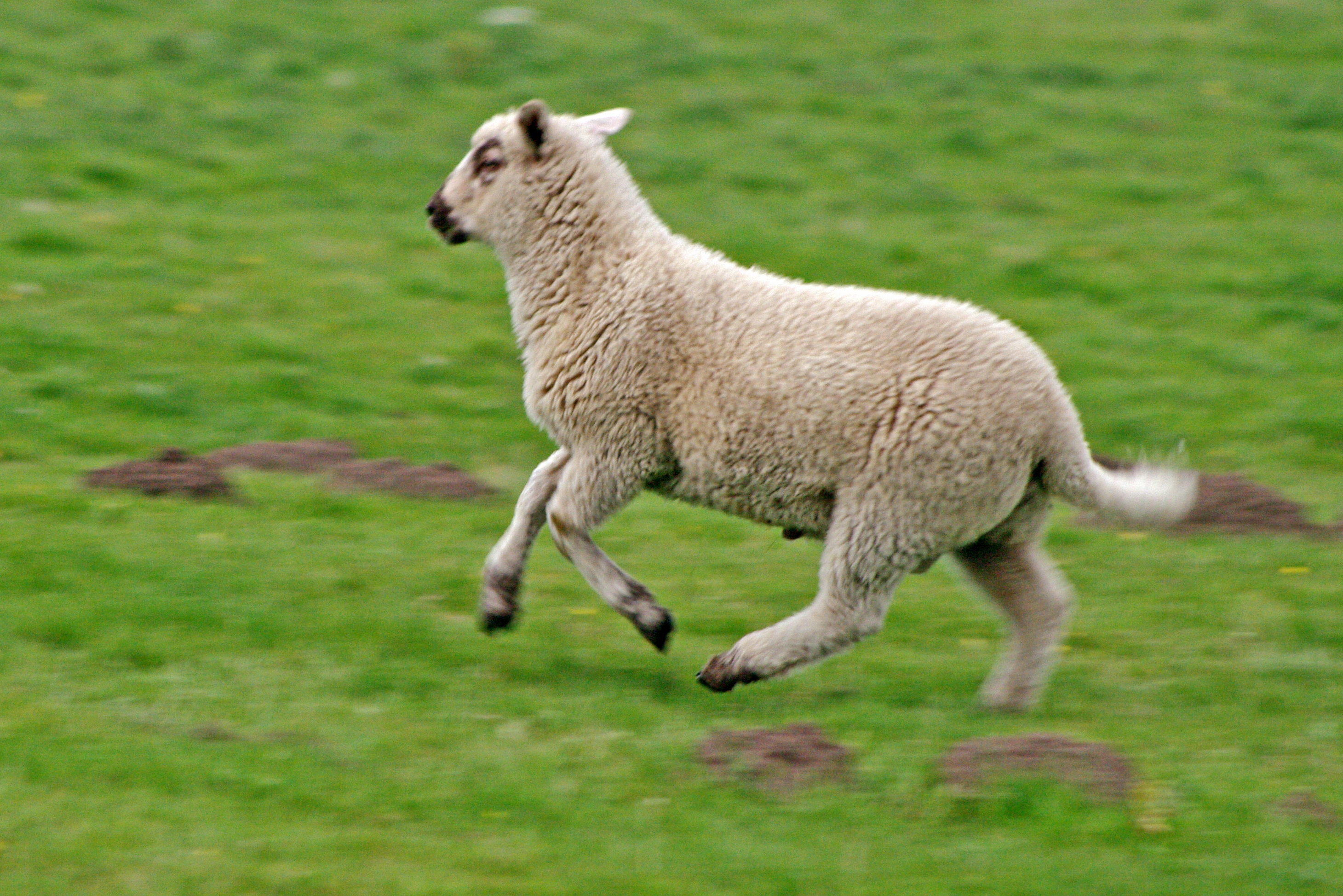 Lamb Running