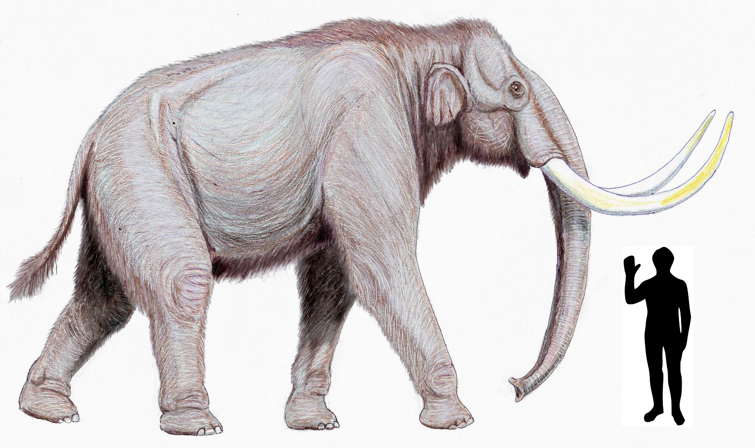 Steppe_mammoth_size.jpg