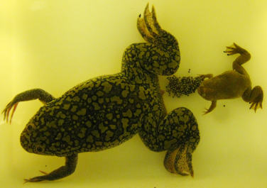 African clawed frogs and eggs