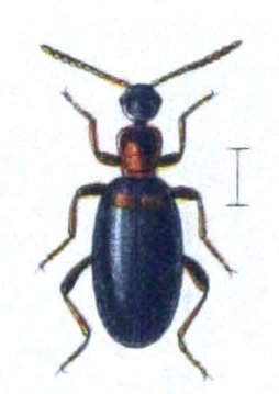 Anthelephila pedestris