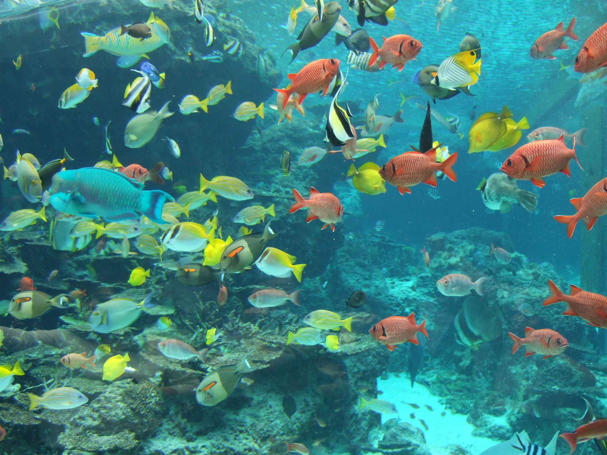 File:Fish in Okinawa Churaumi Aquarium.JPG