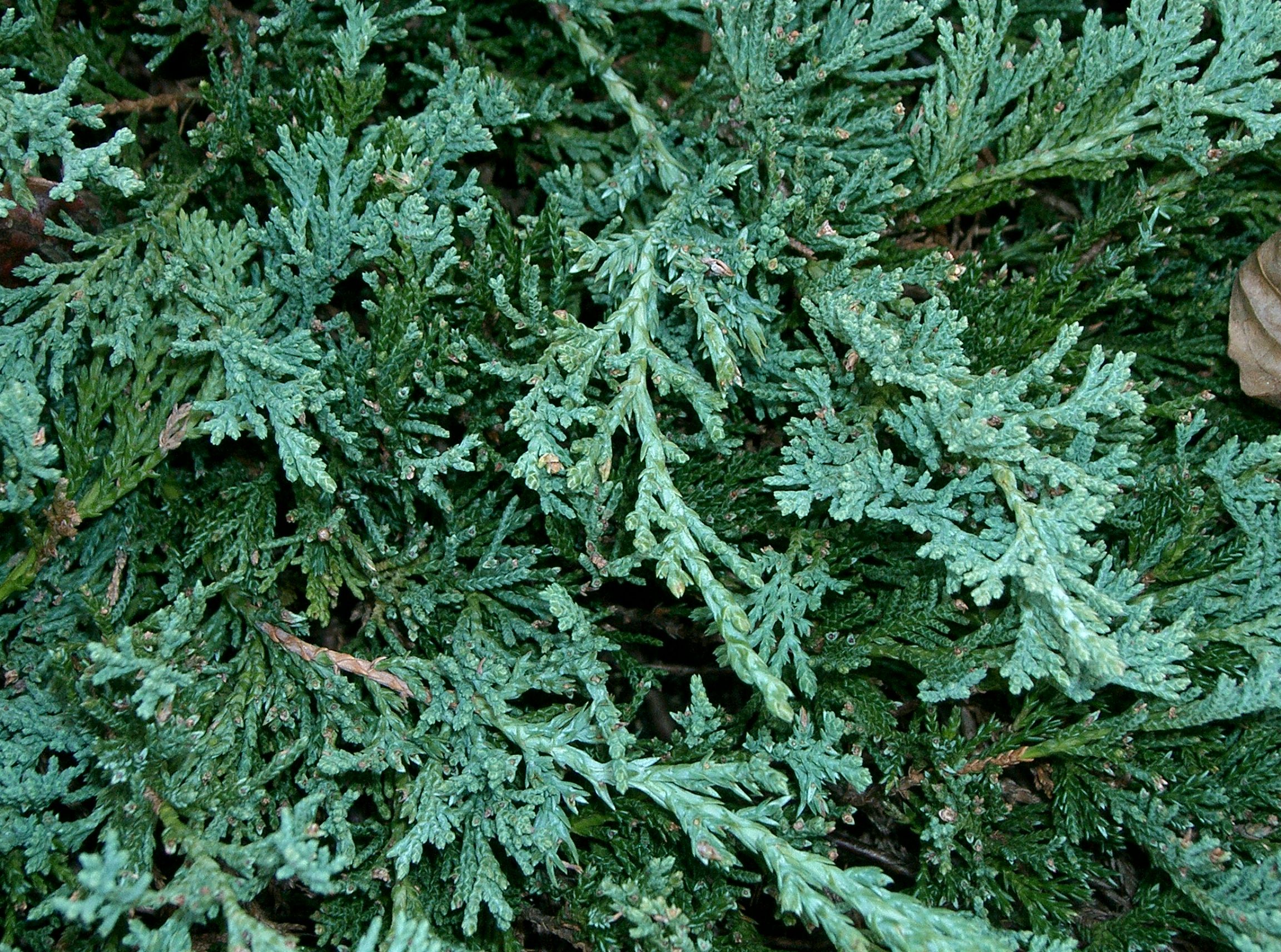 Image result for juniperus horizontalis