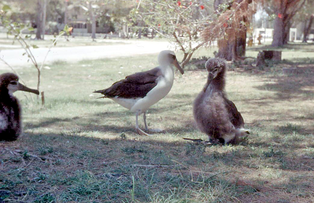 கடற் பறவை  - Page 6 Laysan_Albatross_and_chicks,_Midway_Island_1958
