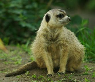 Сурикат (Suricata suricatta)