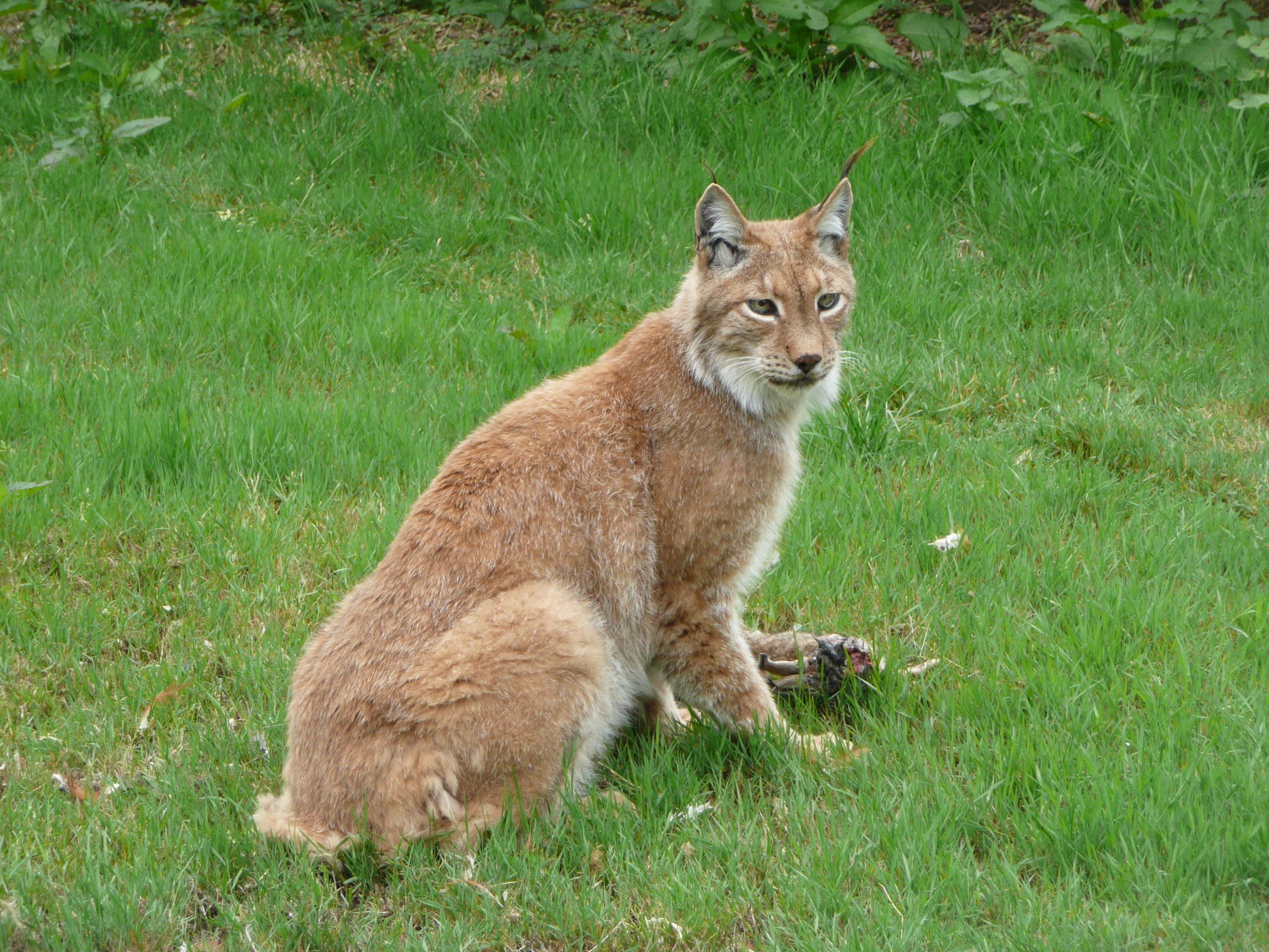 File: lynx with meat in Howletts Wild Animal Park.jpg - Wikipedia .