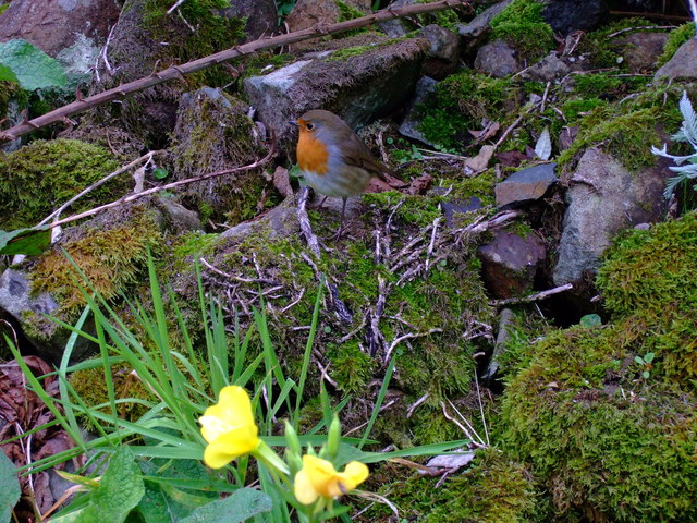 The gardener's friend - geograph.org.uk - 937182.jpg