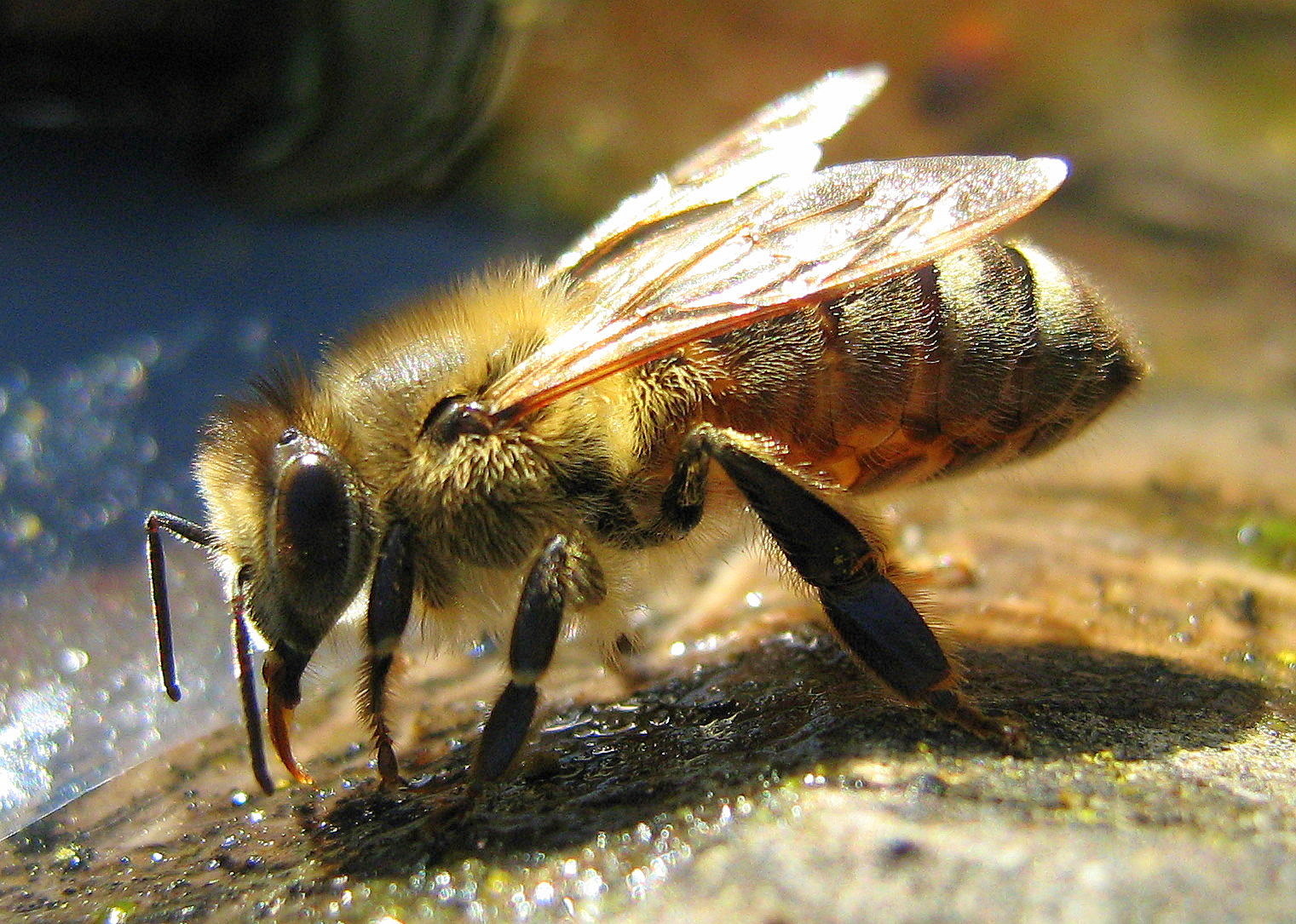 Honeybee drinking water
