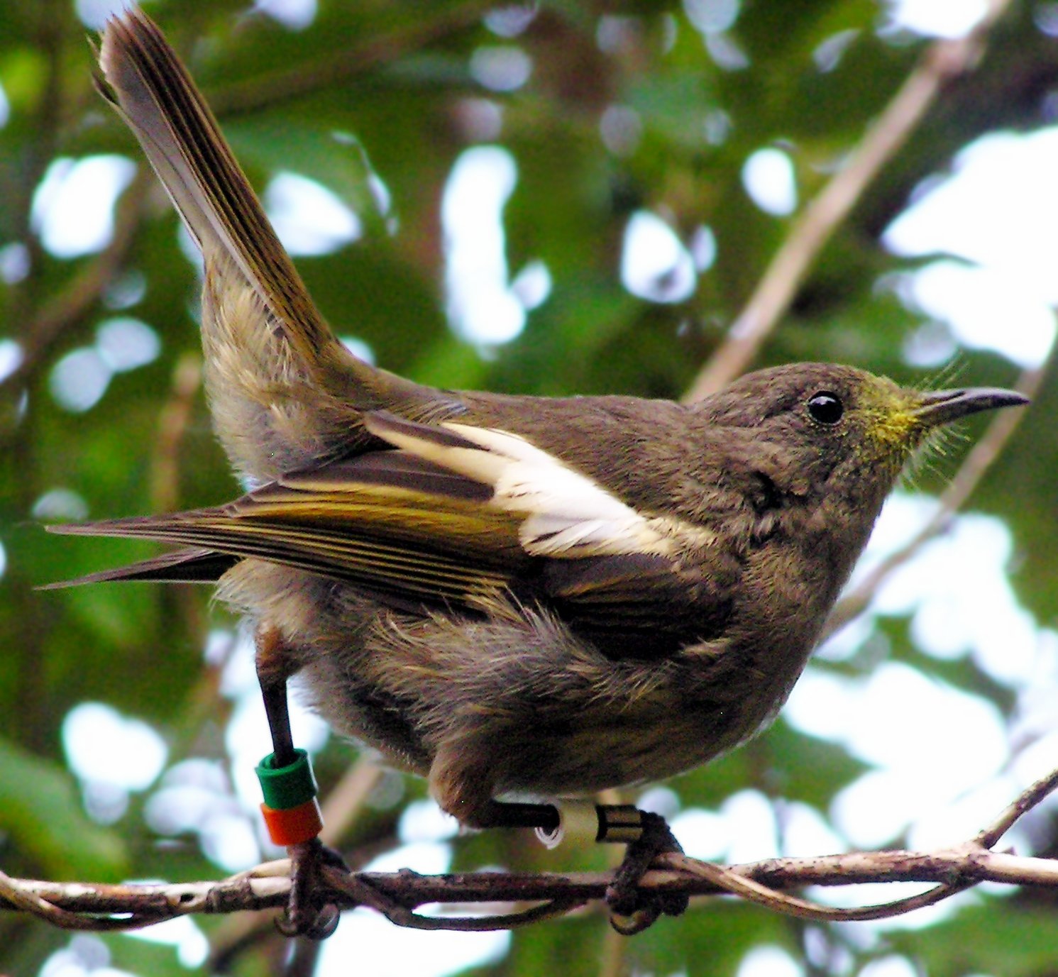 Hihi, endangered bird endemic to New Zealand